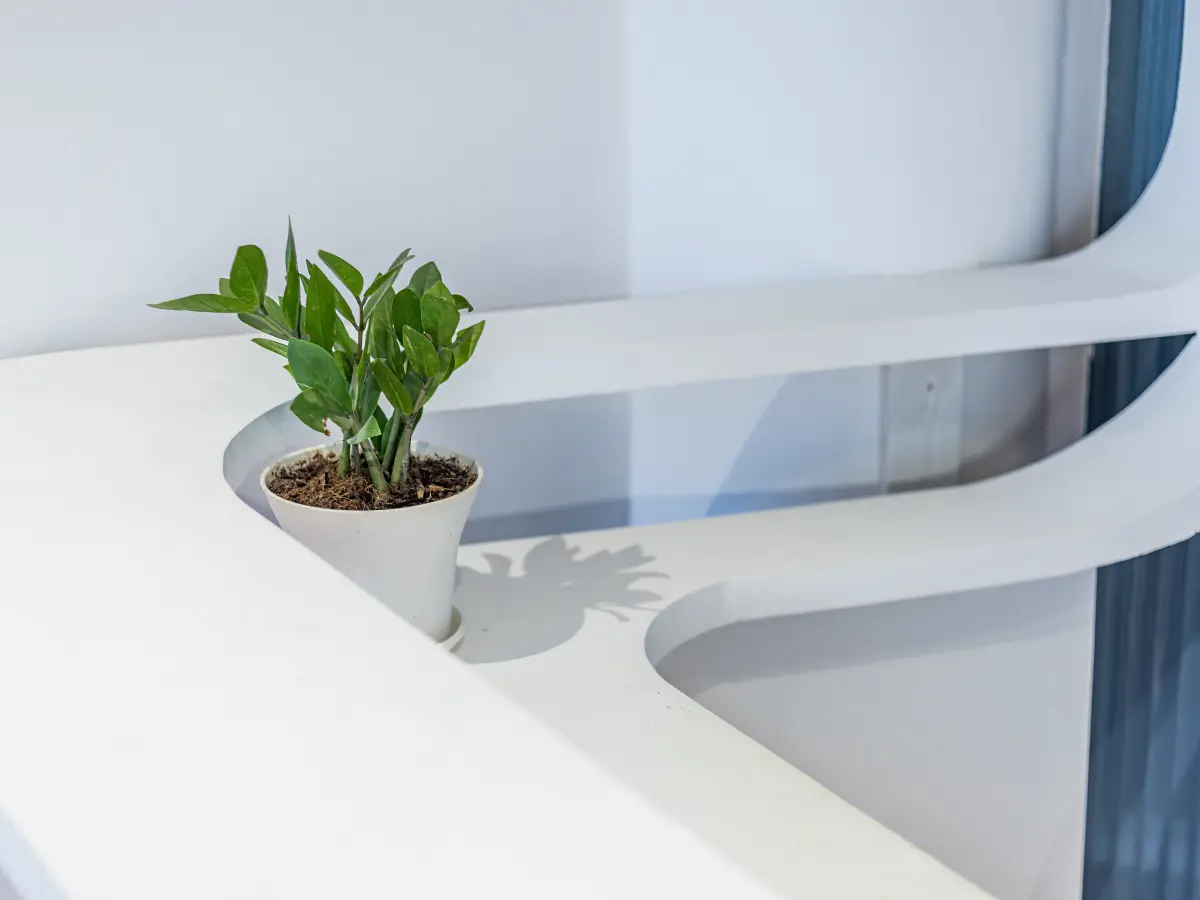 A plant on the reception desk at Avon Chambers